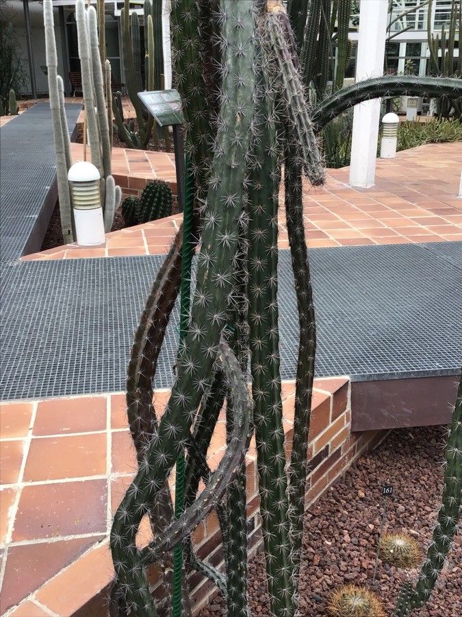 Stenocereus alamosensis — related species from the same genus