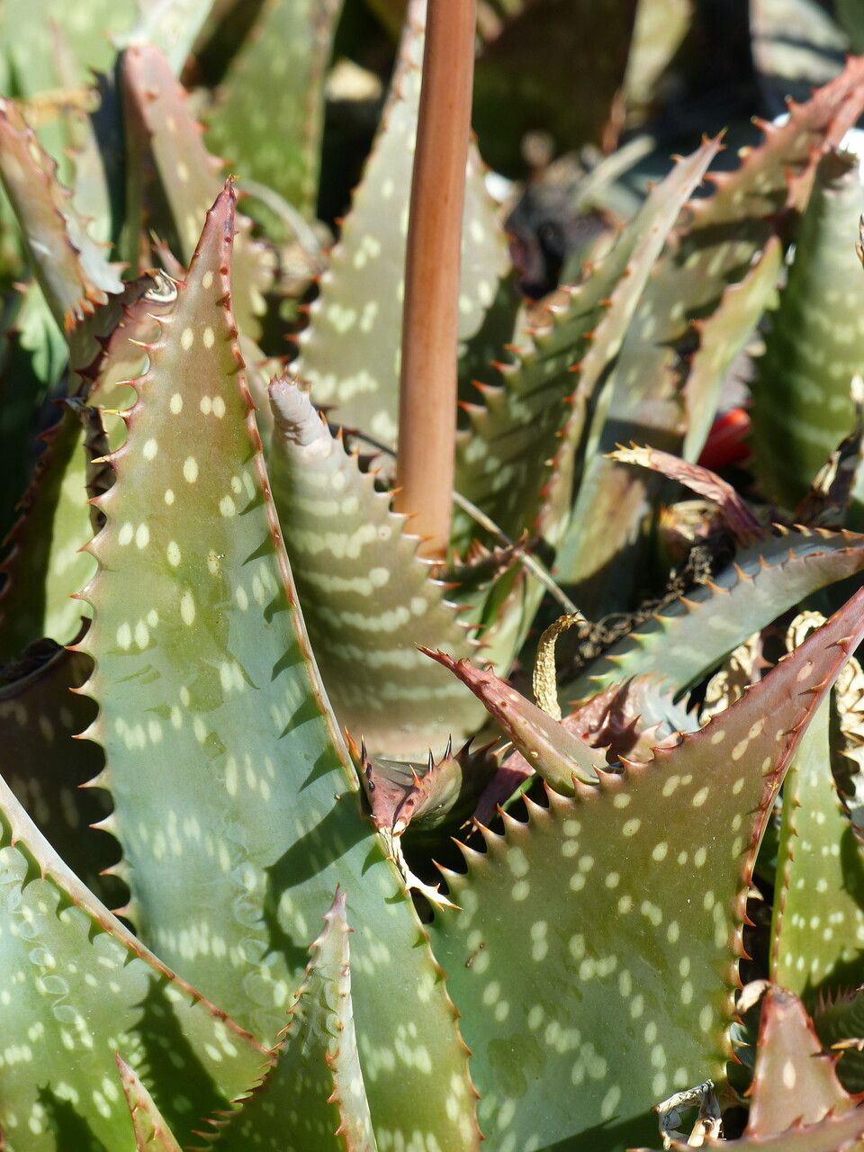 Aloe saponaria x a striata haw leaf