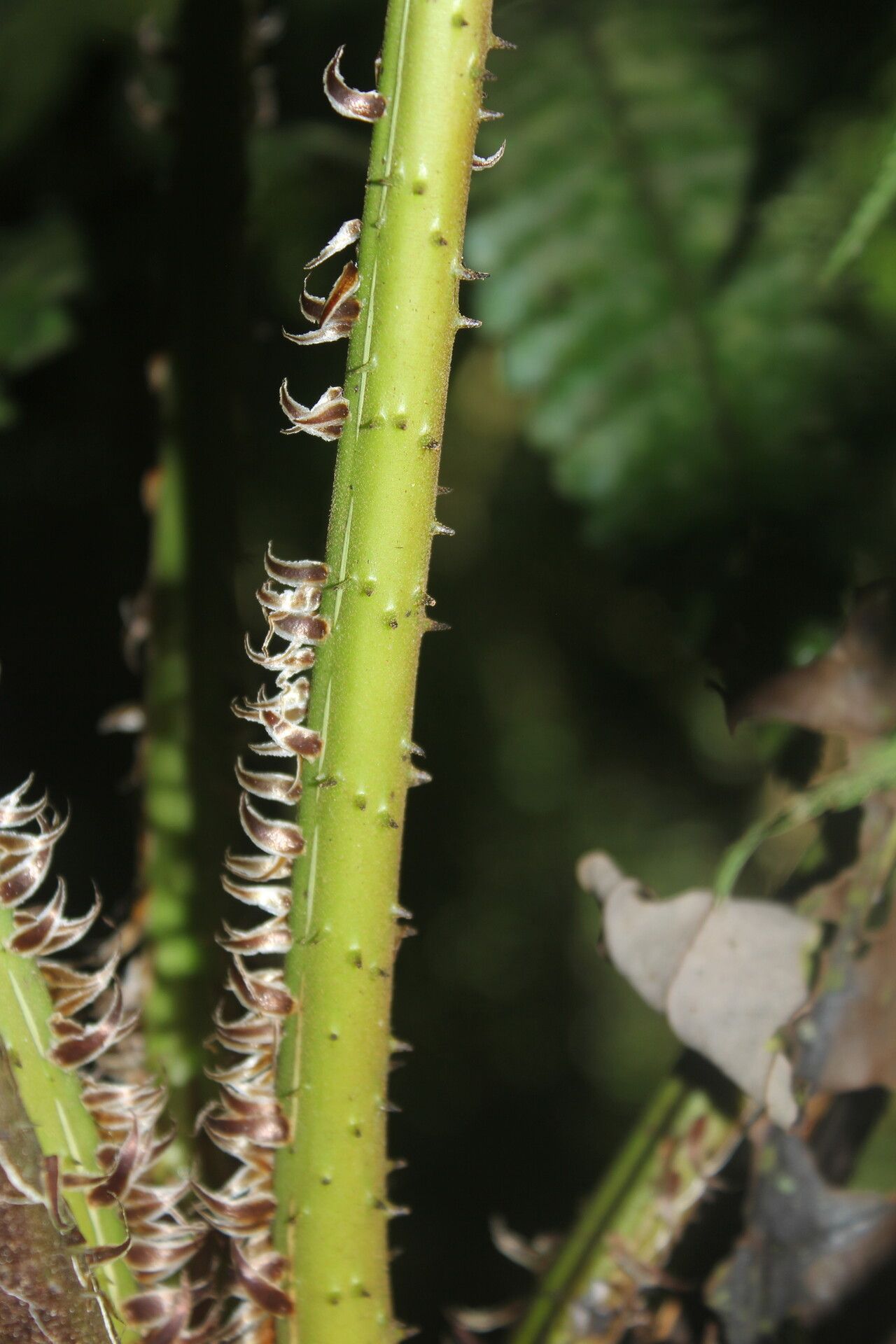 Cyathea pungens bark