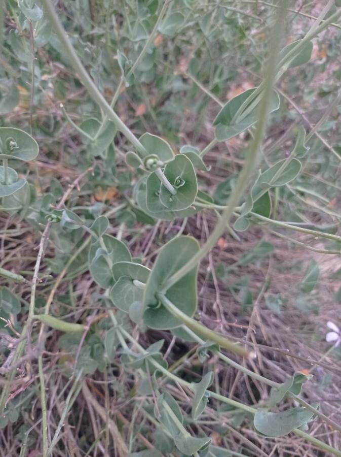 Moricandia arvensis — search result for 'Greece'