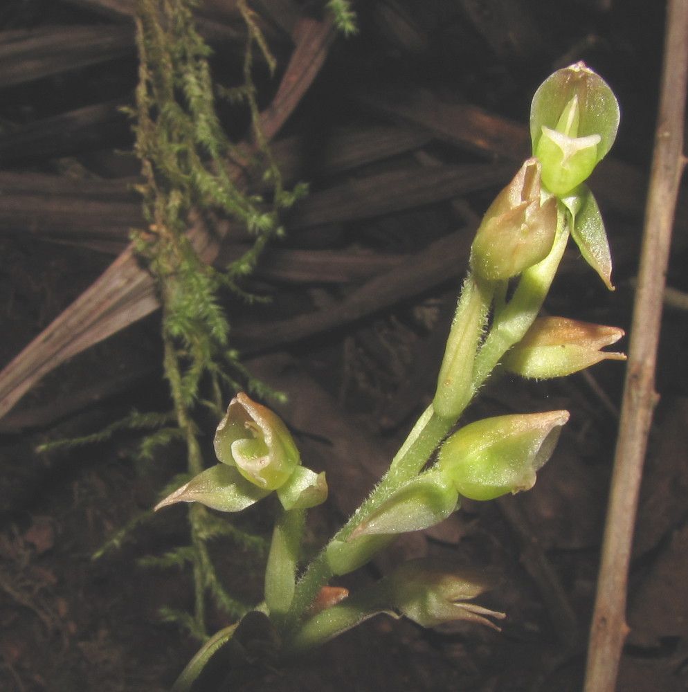 Goodyera viridiflora fruit