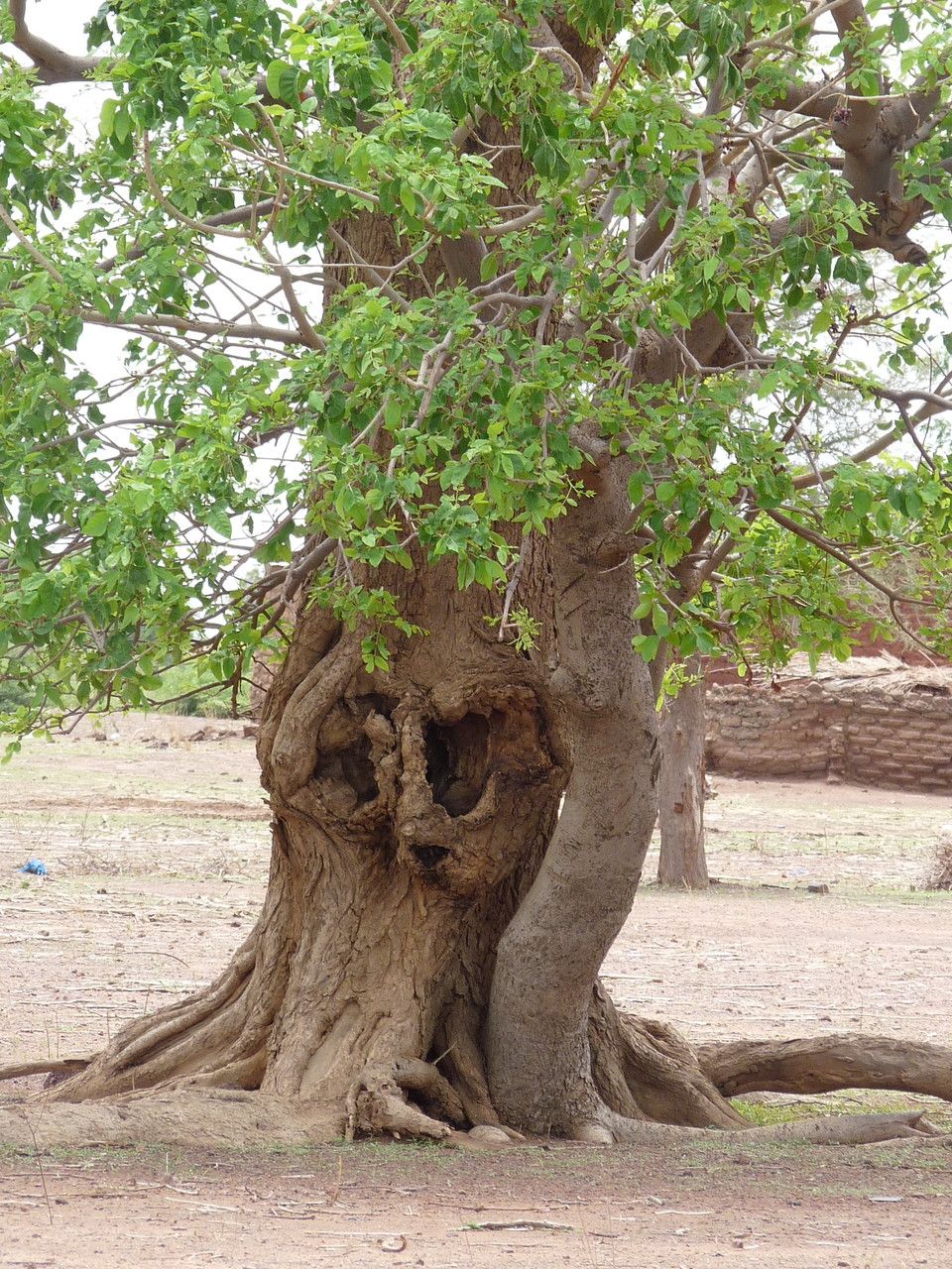 Lannea microcarpa habit