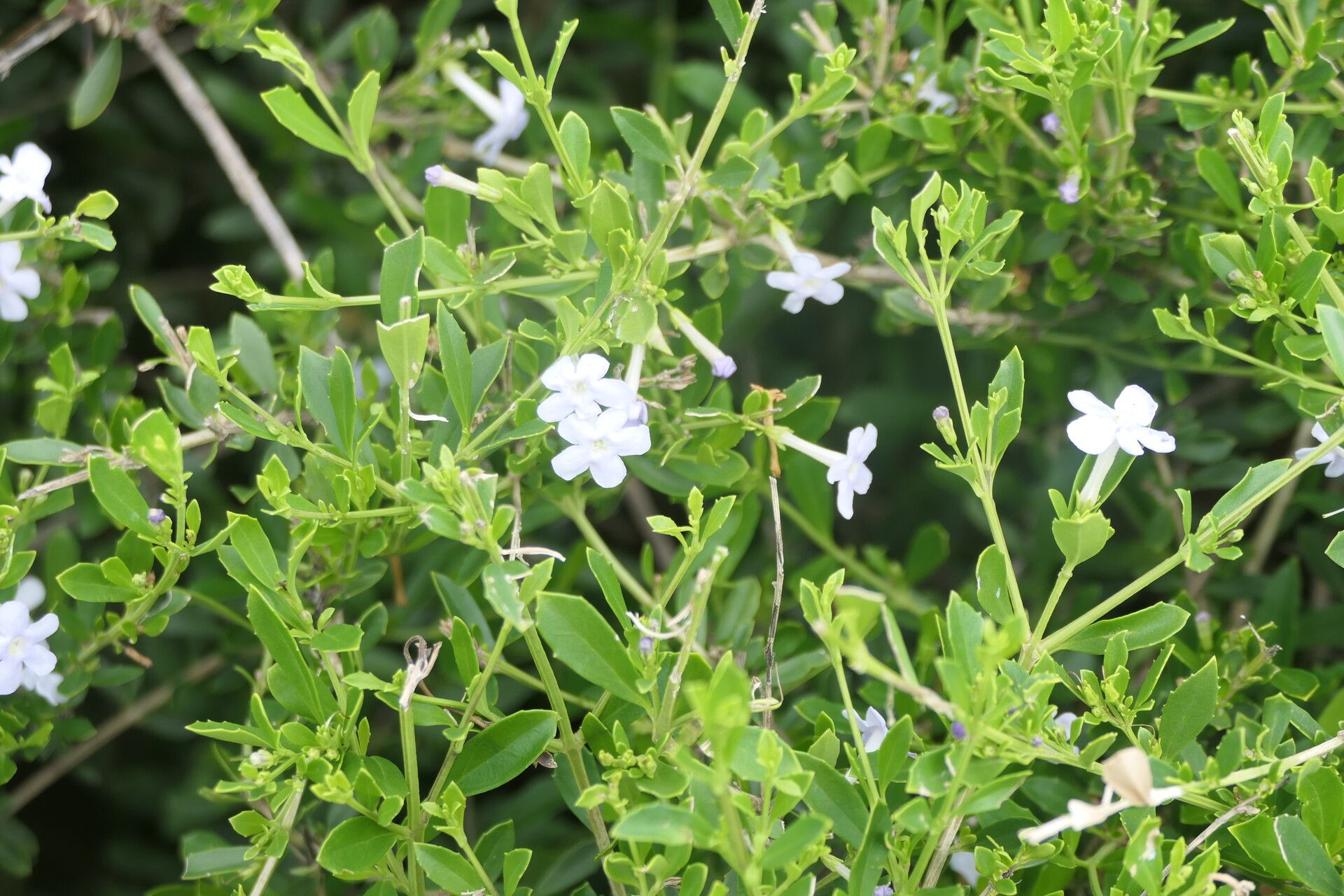 Freylinia tropica flower