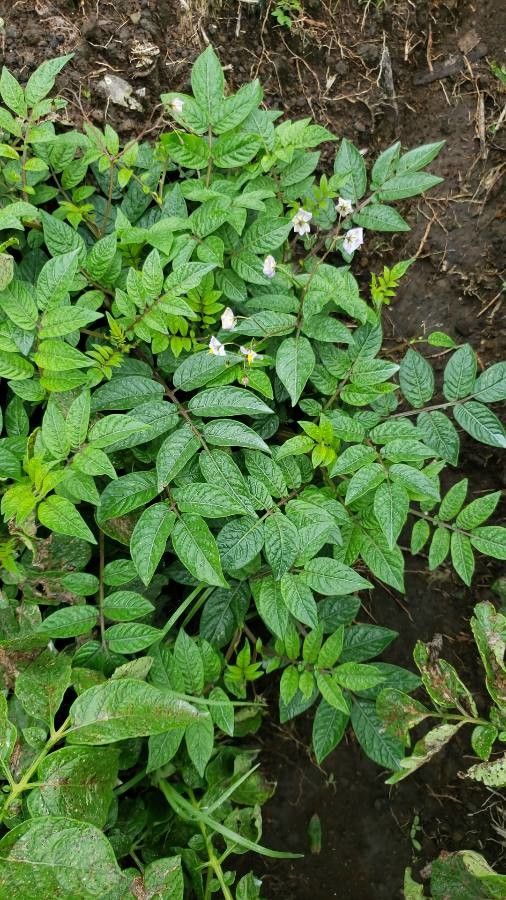 Solanum fraxinifolium — houseplant care guide