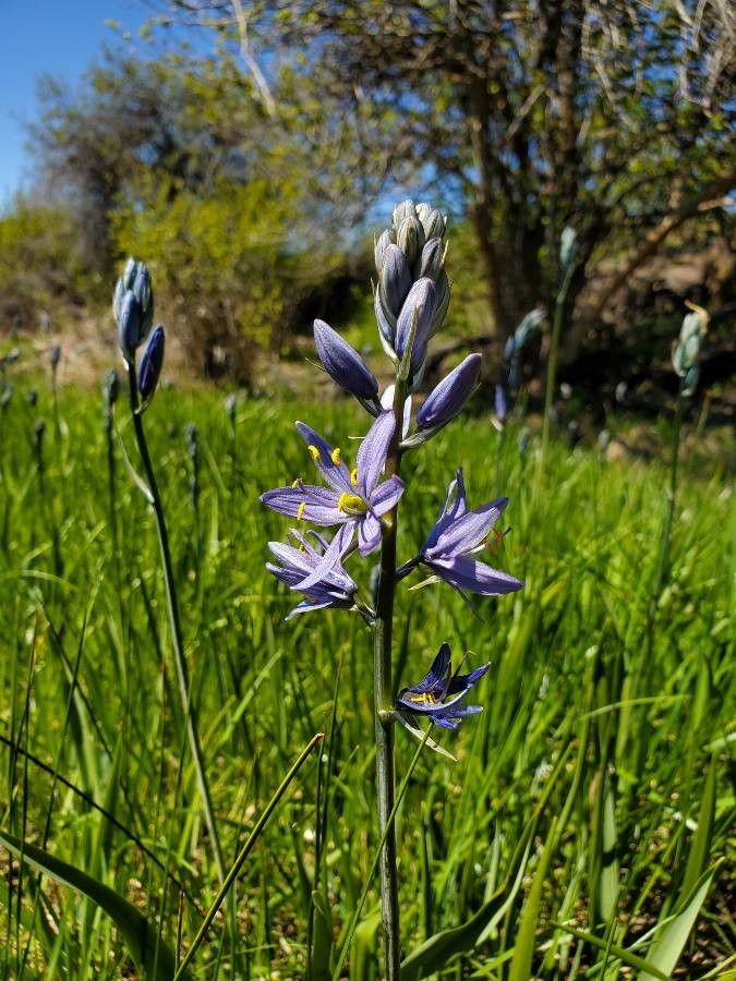 Camassia quamash flower