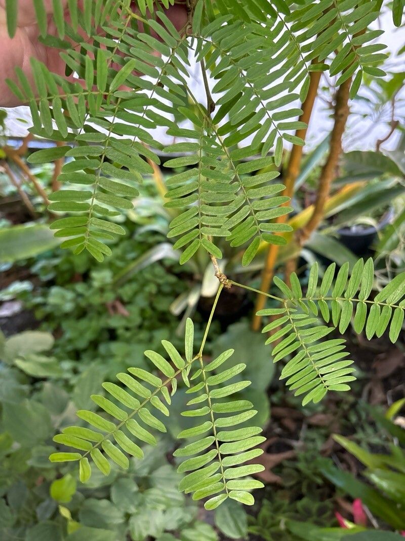 Calliandra magdalenae — houseplant care guide