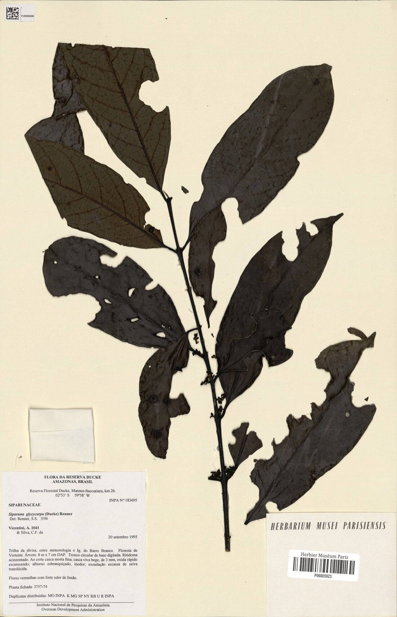 Siparuna glycycarpa leaf