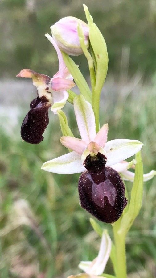 Ophrys exaltata flower