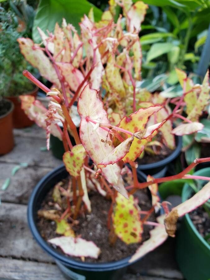 Begonia amphioxus habit
