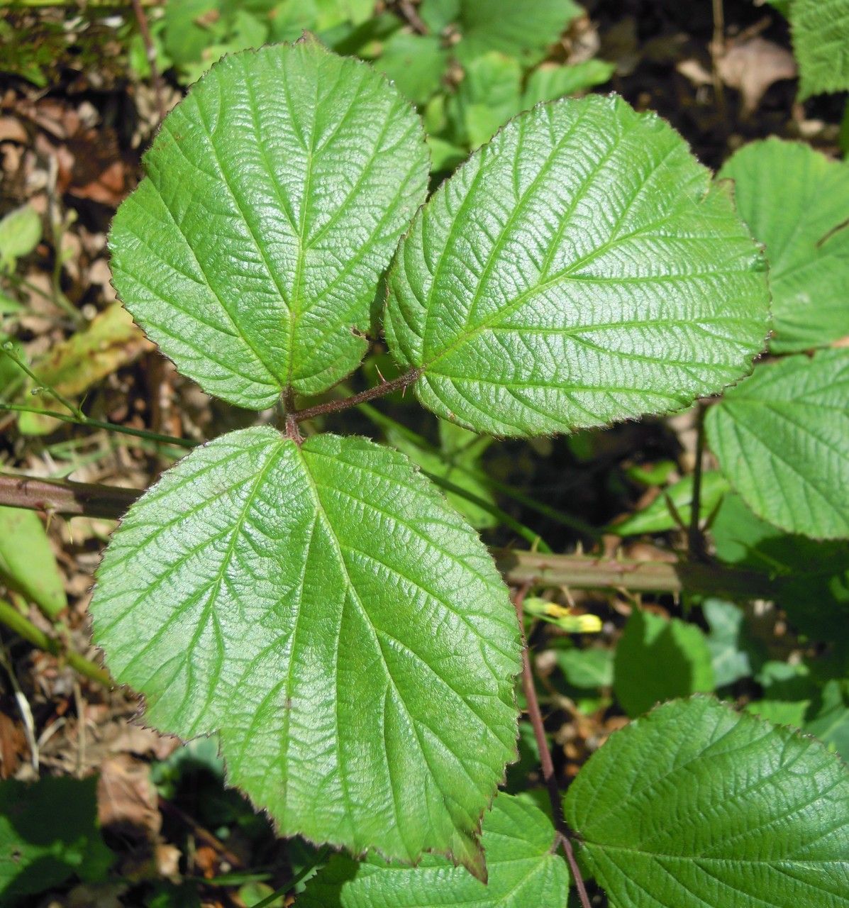 Rubus mucronatiformis — houseplant care guide