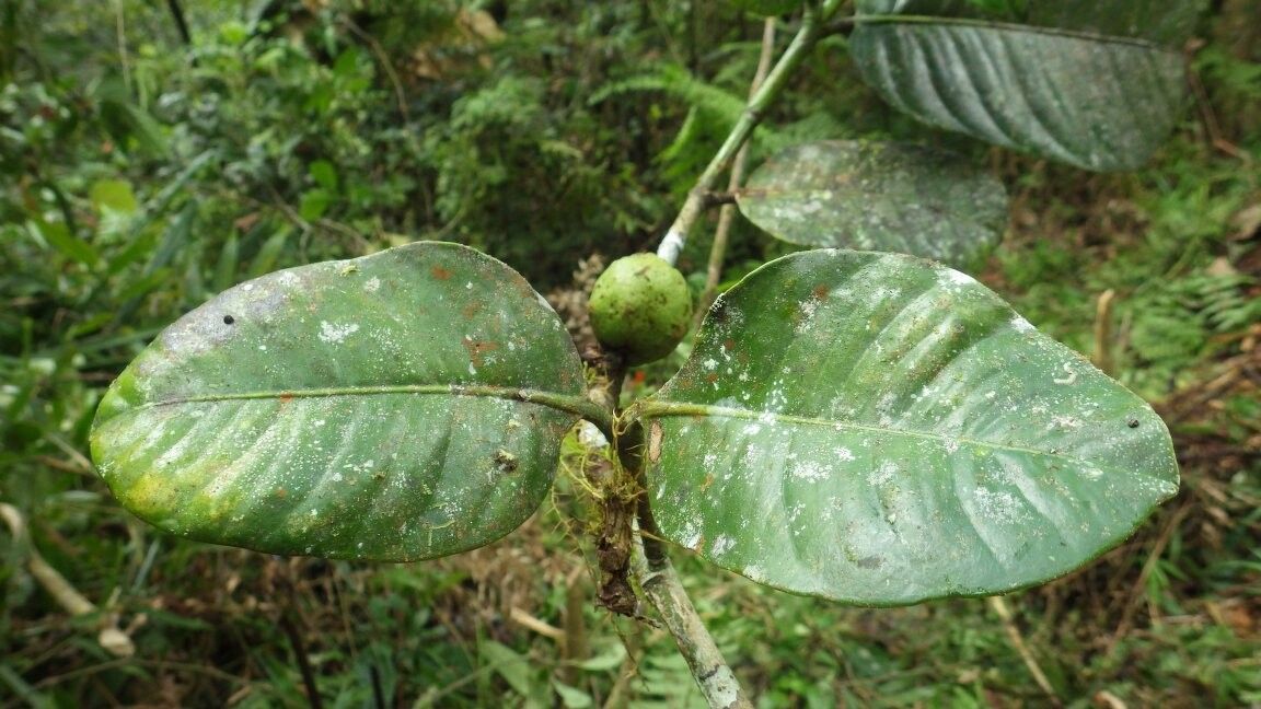 Garcinia megistophylla — houseplant care guide