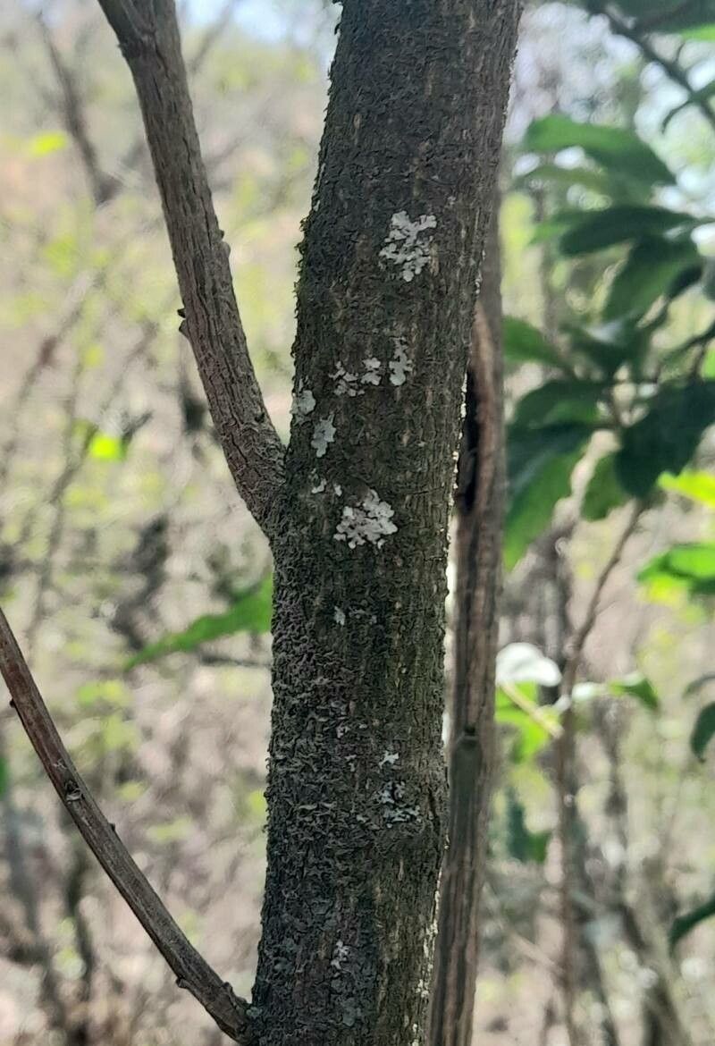 Solanum aligerum bark