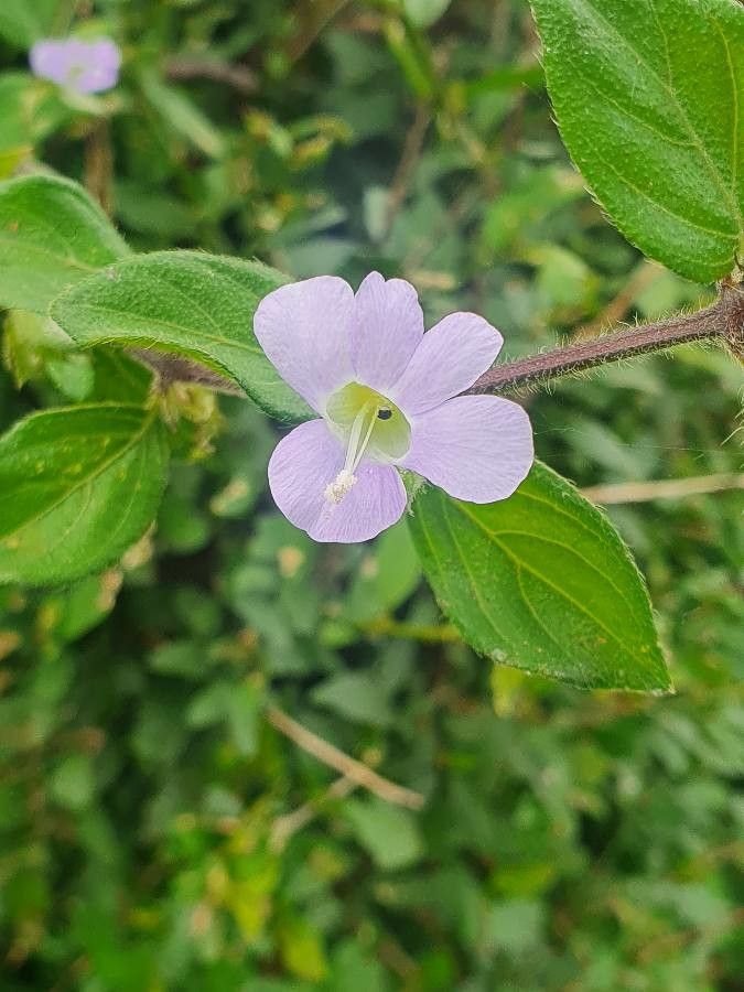 Barleria submollis flower