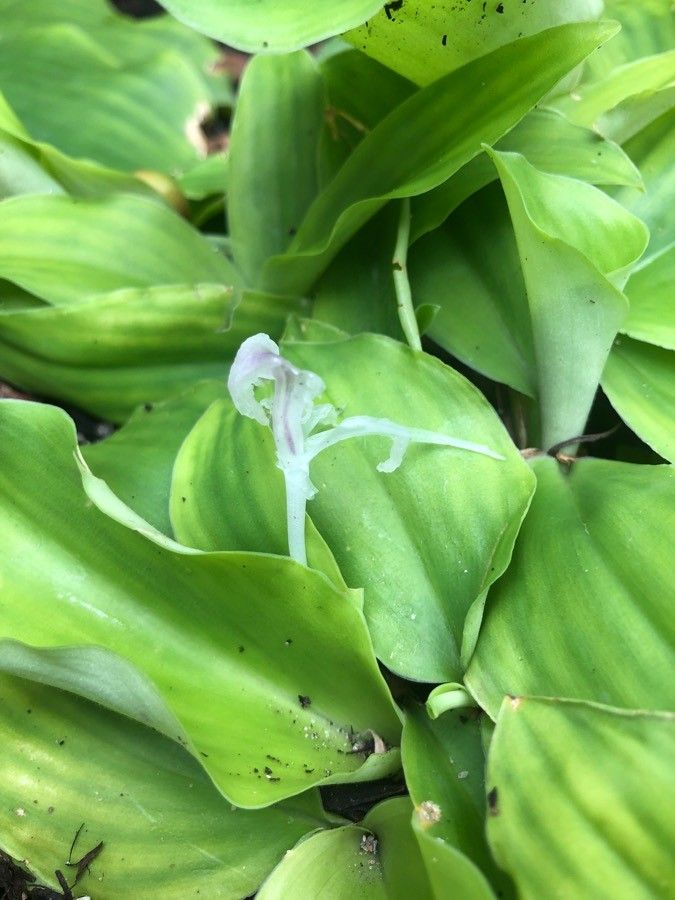 Kaempferia galanga flower