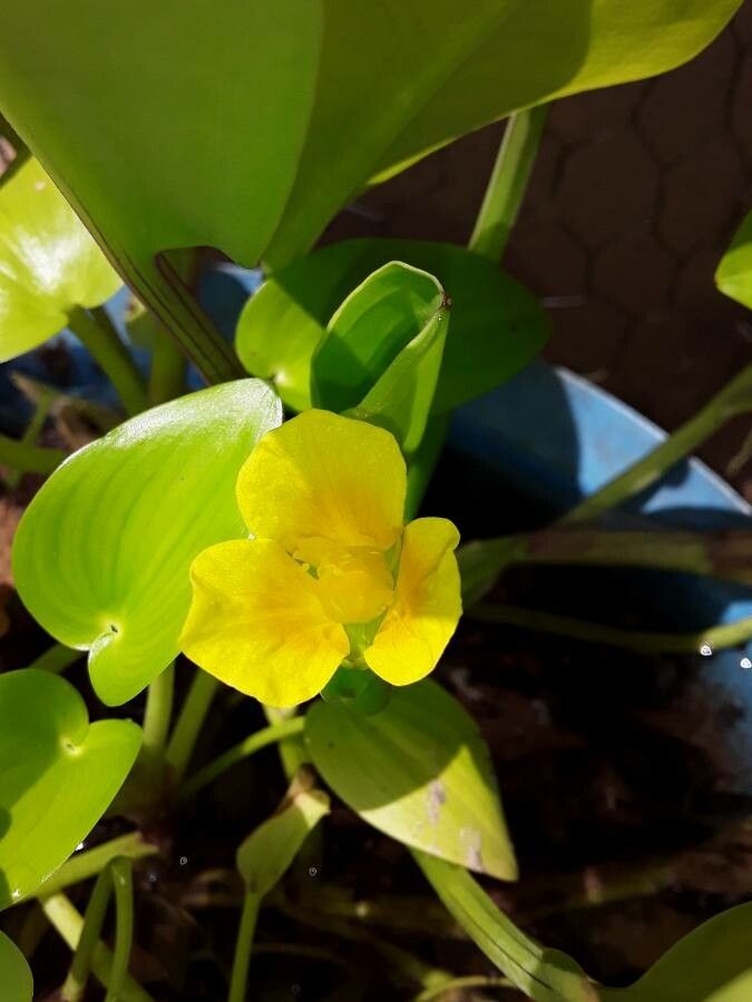 Limnocharis flava flower