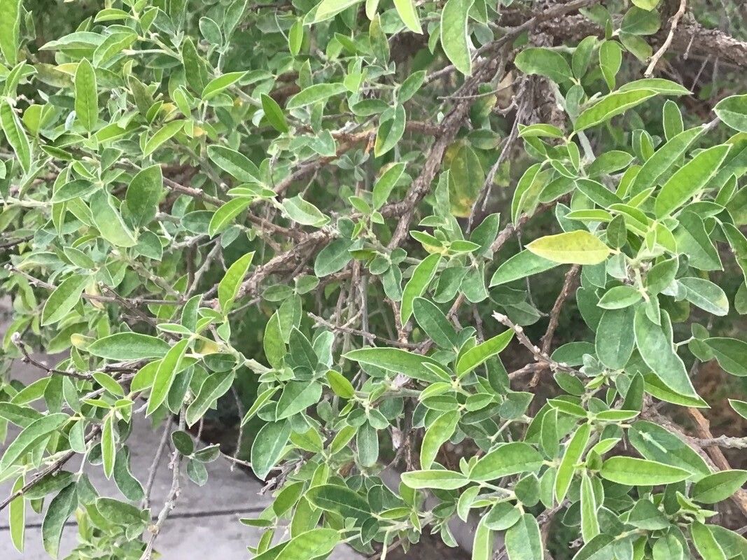 Genista osmarensis — search result for 'Genista'