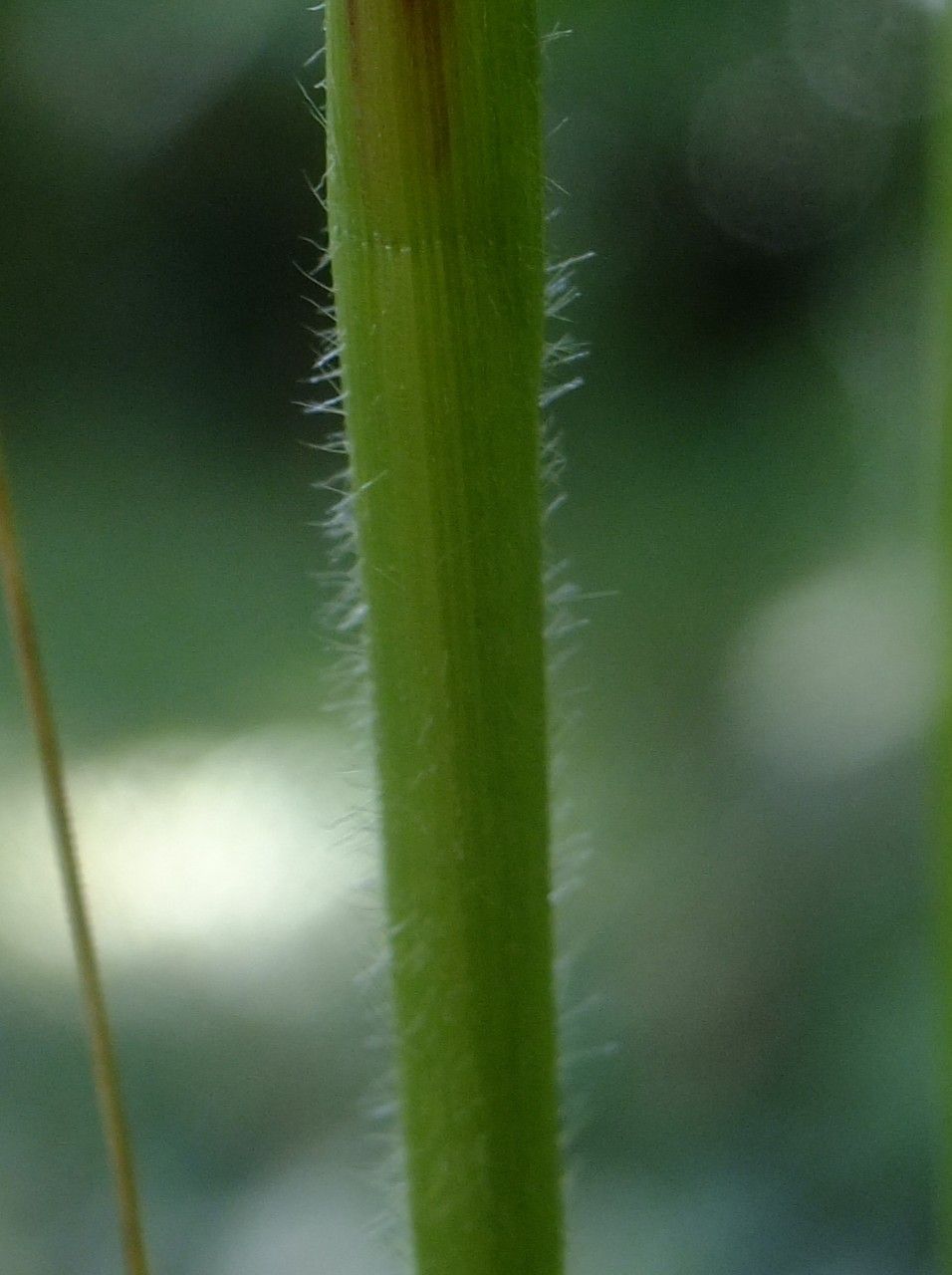 Amelichloa brachychaeta bark