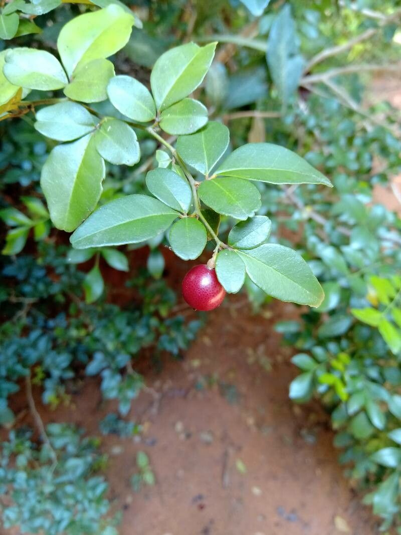 Triphasia trifolia fruit