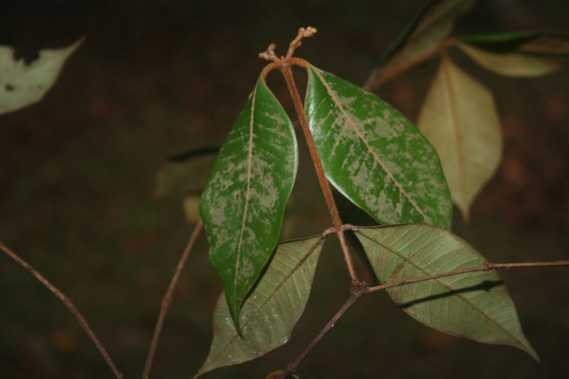 Myrcia ferruginea — houseplant care guide