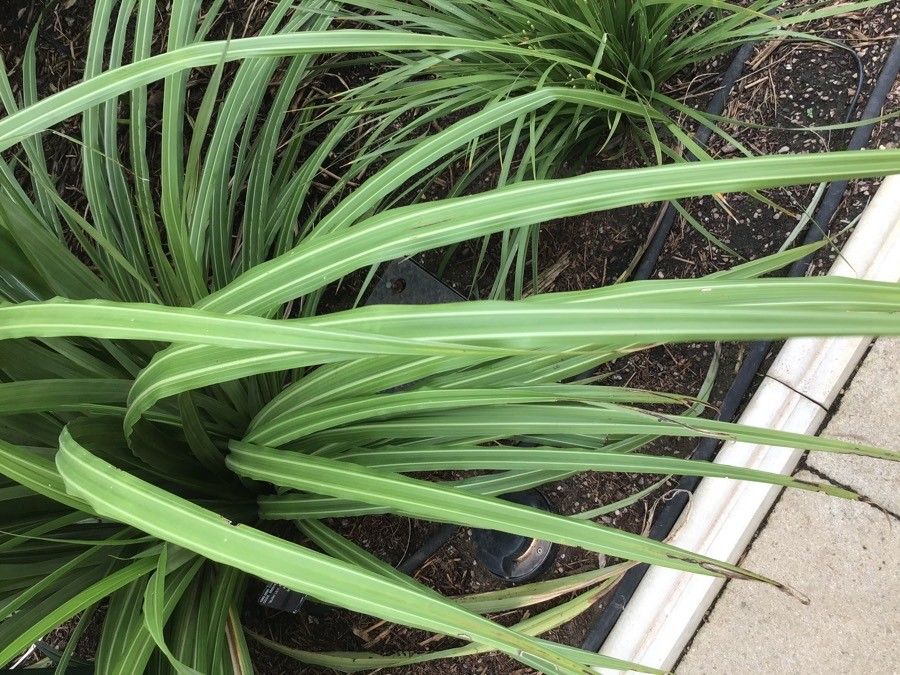 Astelia fragrans — search result for 'New Zealand'