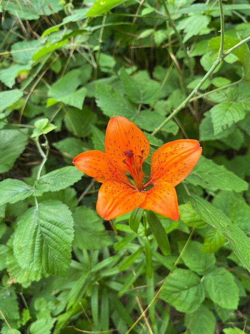 Lilium maculatum flower