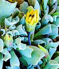 Gazania schenckii — search result for 'Gazania'