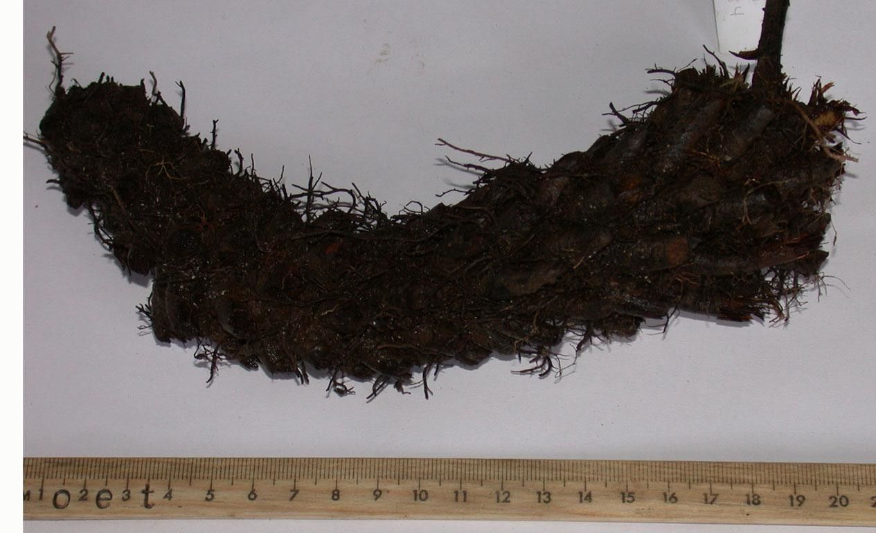 Tectaria mexicana other