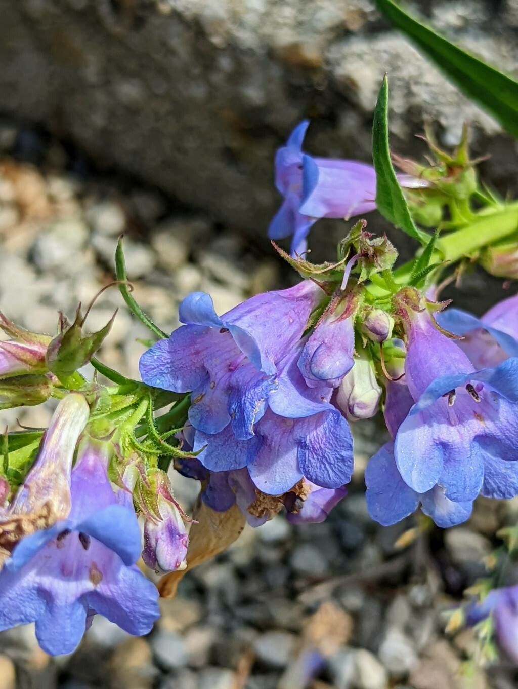Penstemon scariosus flower