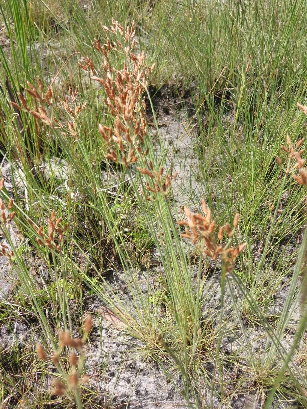 Fimbristylis ferruginea habit