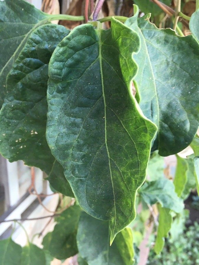 Fernaldia pandurata — search result for 'El Salvador'