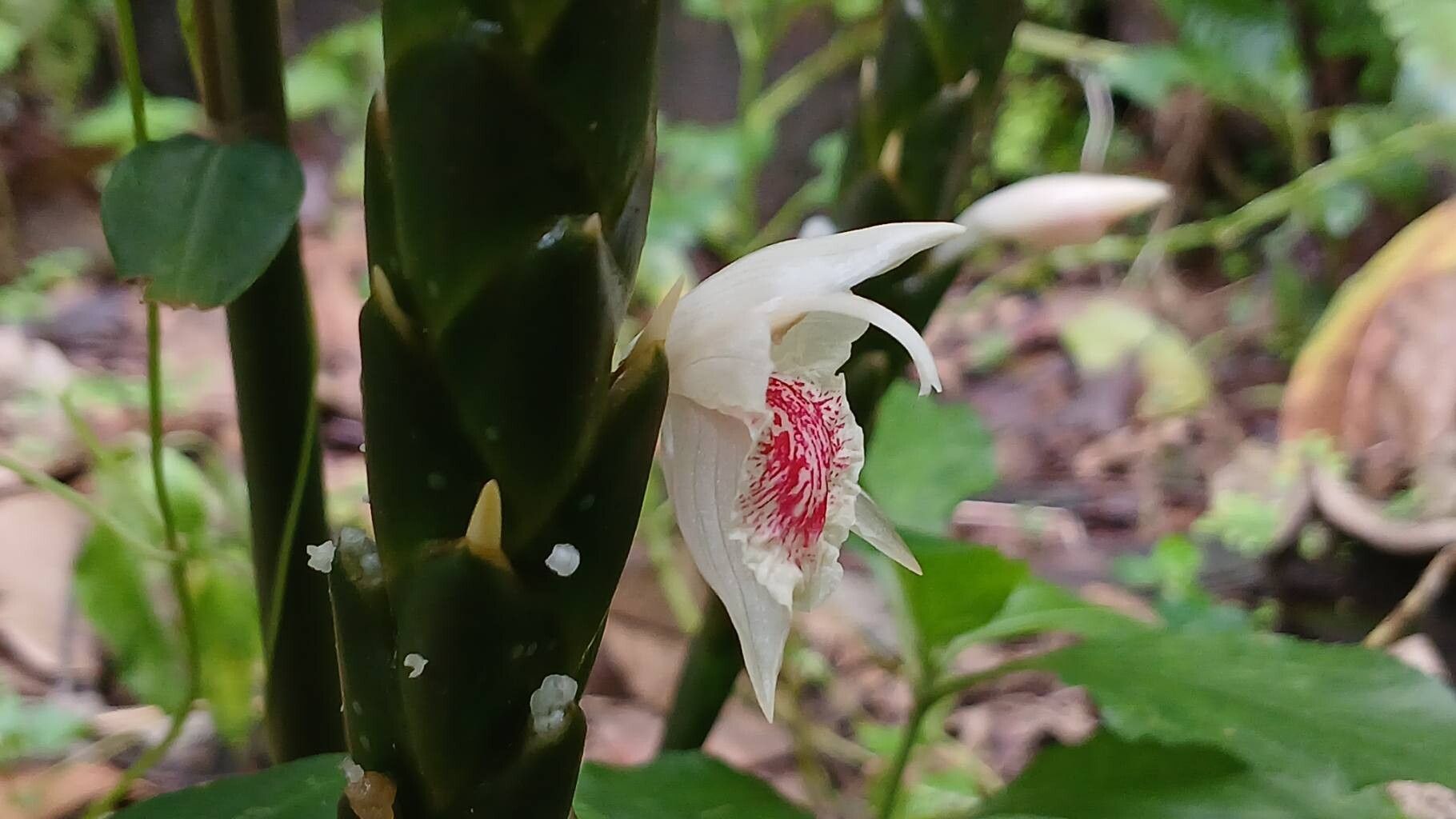 Zingiber anamalayanum flower