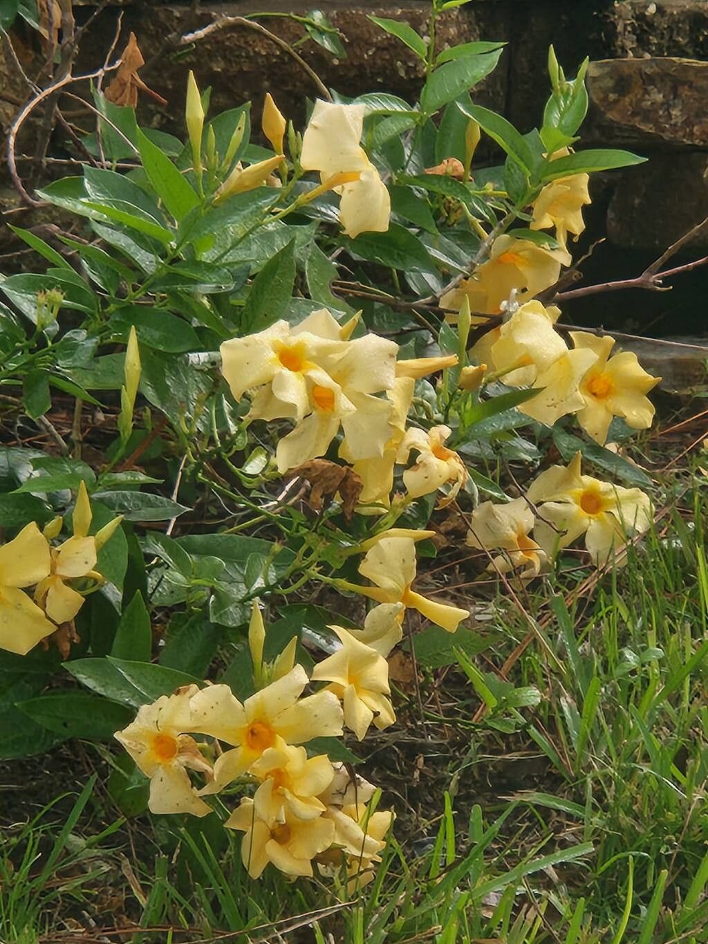 Mandevilla scabra flower