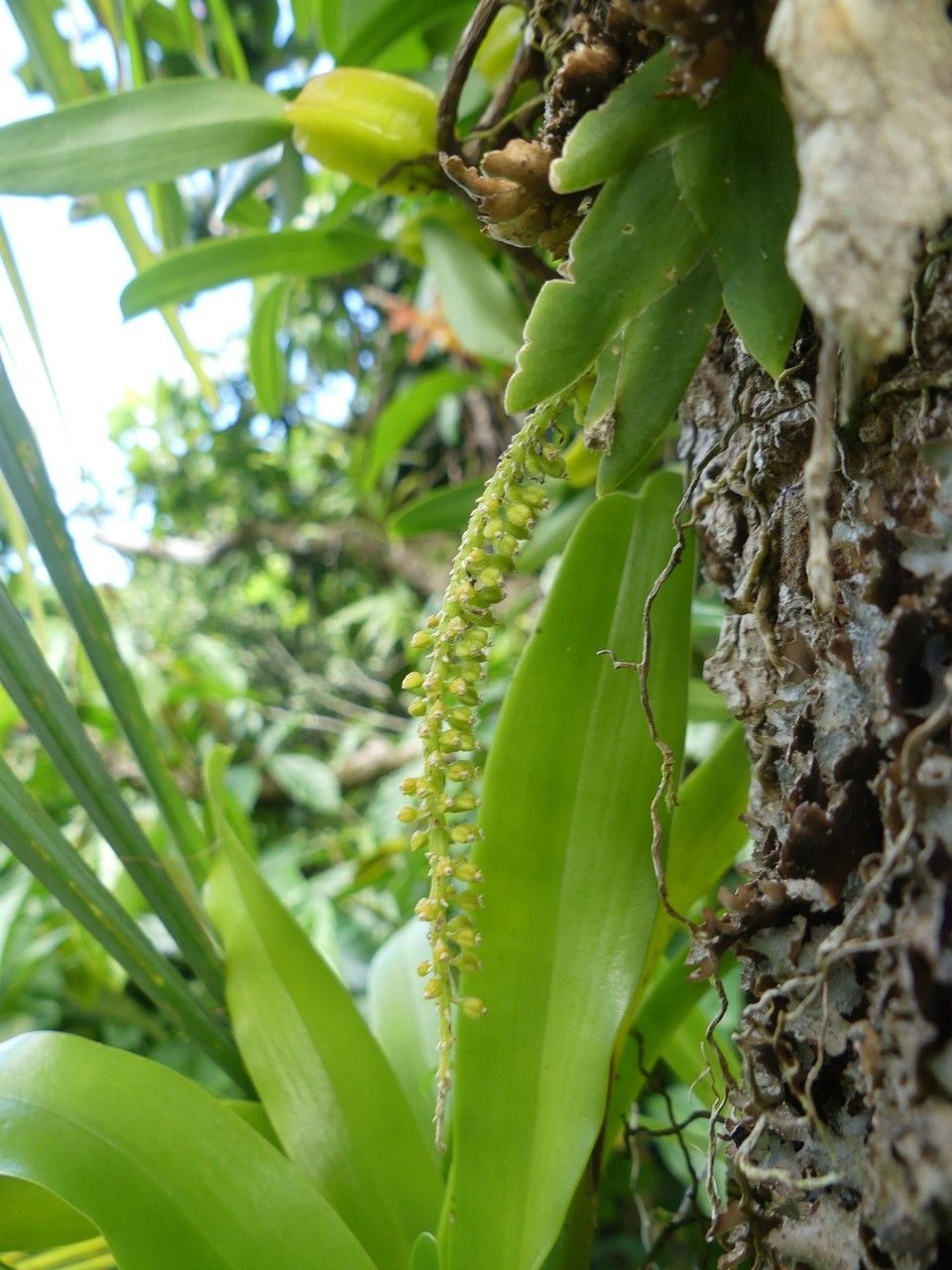 Oberonia disticha fruit