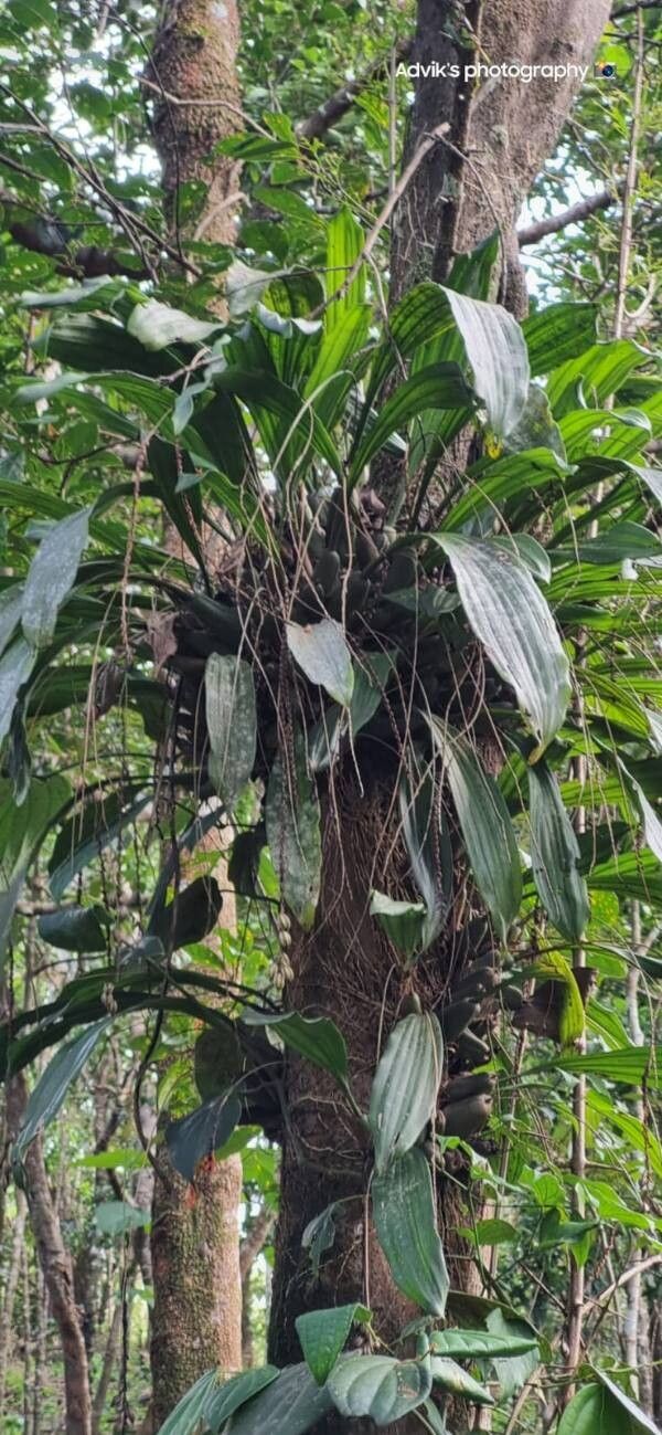 Coelogyne pallida leaf