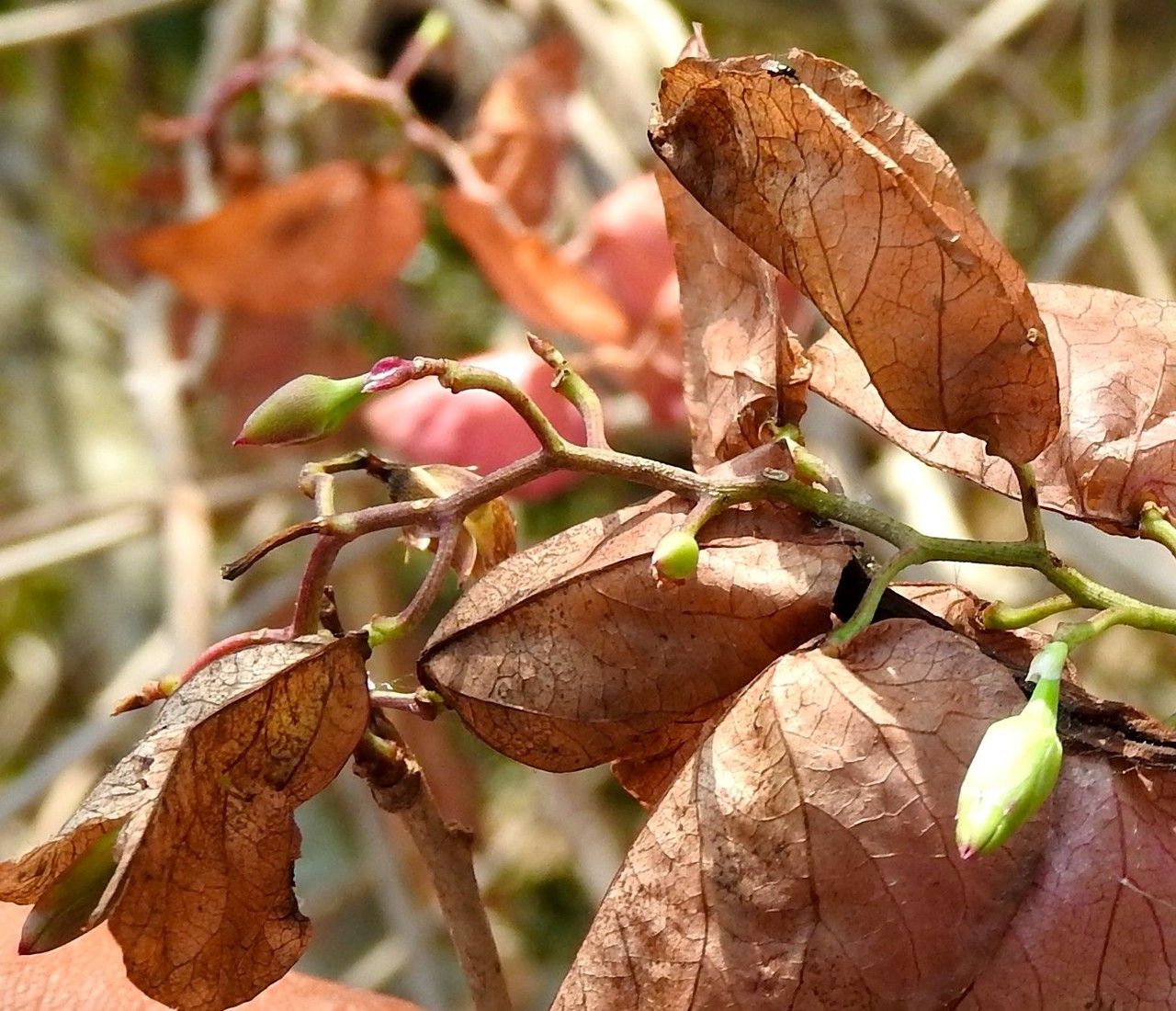 Ipomoea wrightii habit