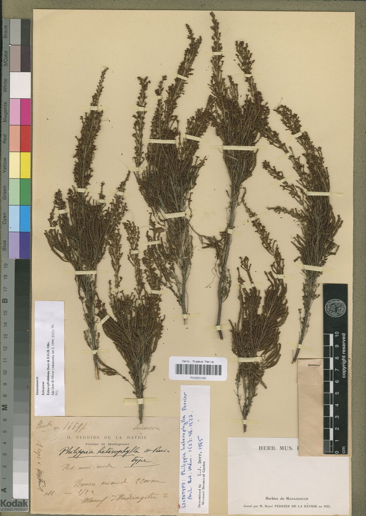 Erica sylvainiana — search result for 'Erica'