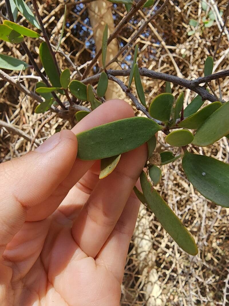 Plicosepalus acaciae — houseplant care guide