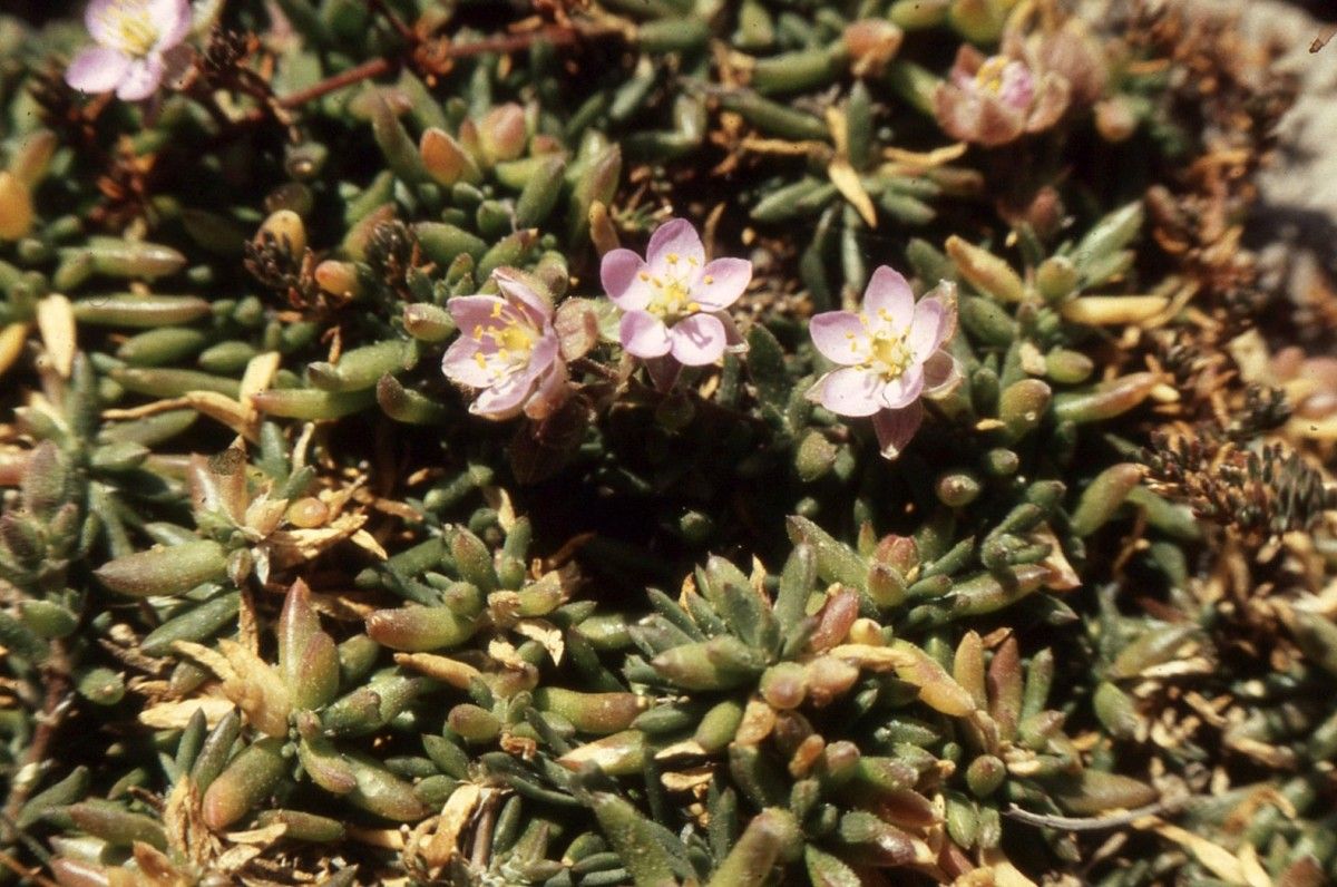 Spergula x pseudoazorica — houseplant care guide