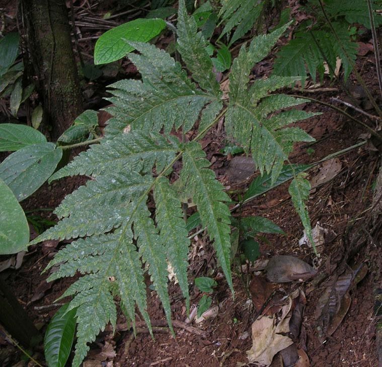 Tectaria rufovillosa — houseplant care guide