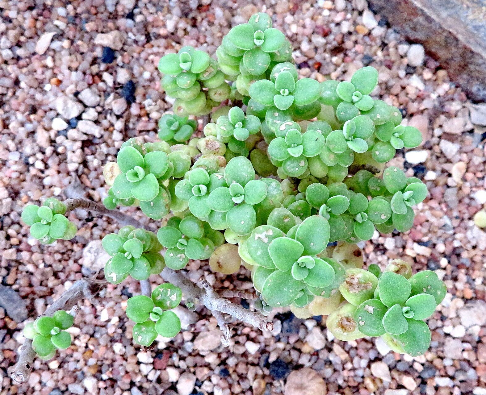 Coleus socotranus — search result for 'Coleus'