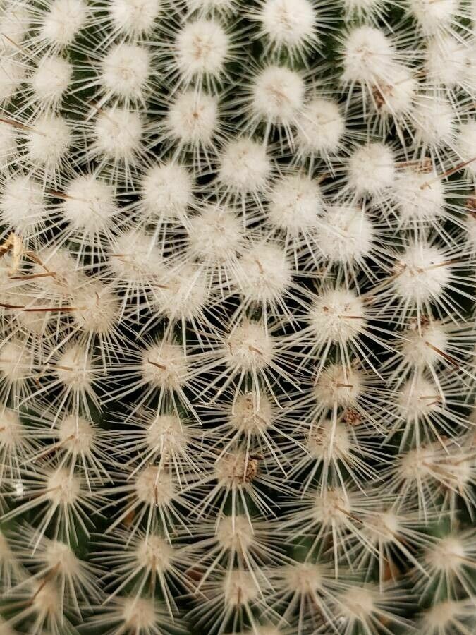 Mammillaria lasiacantha leaf