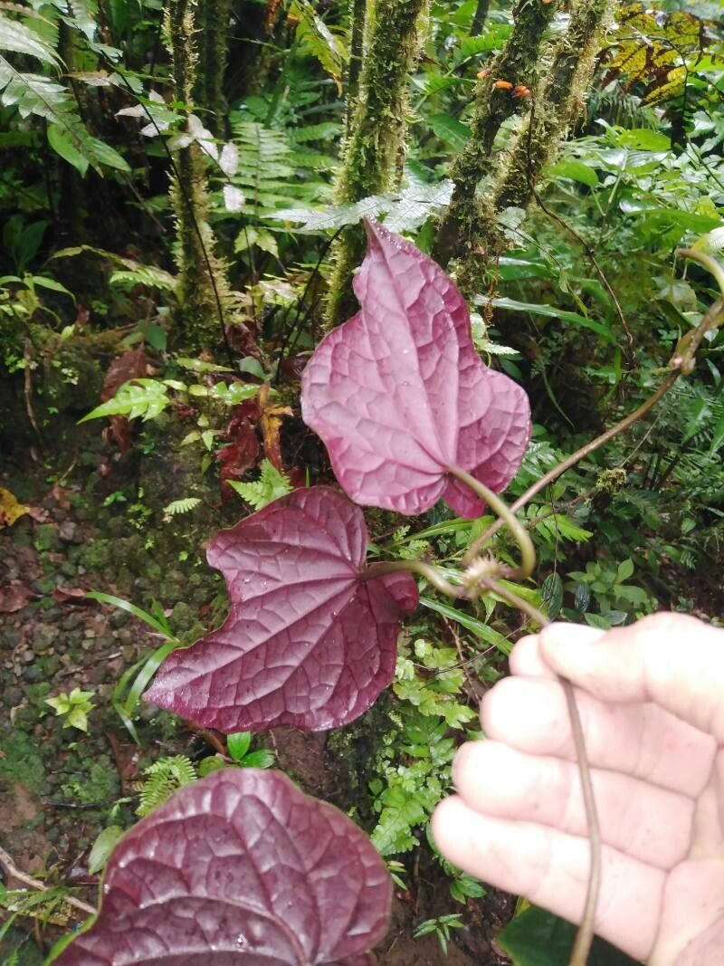Mikania cristata — related species from the same genus