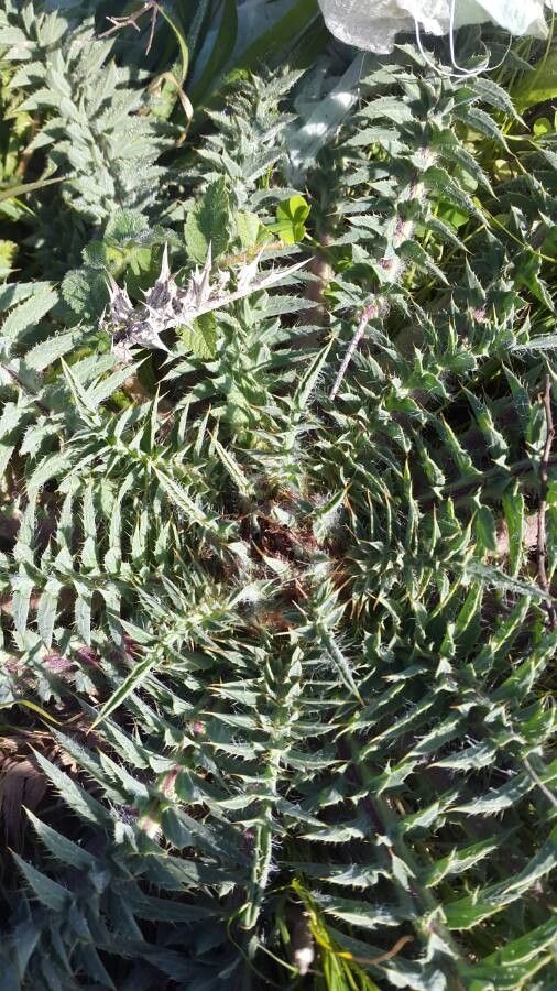 Carthamus pinnatus leaf