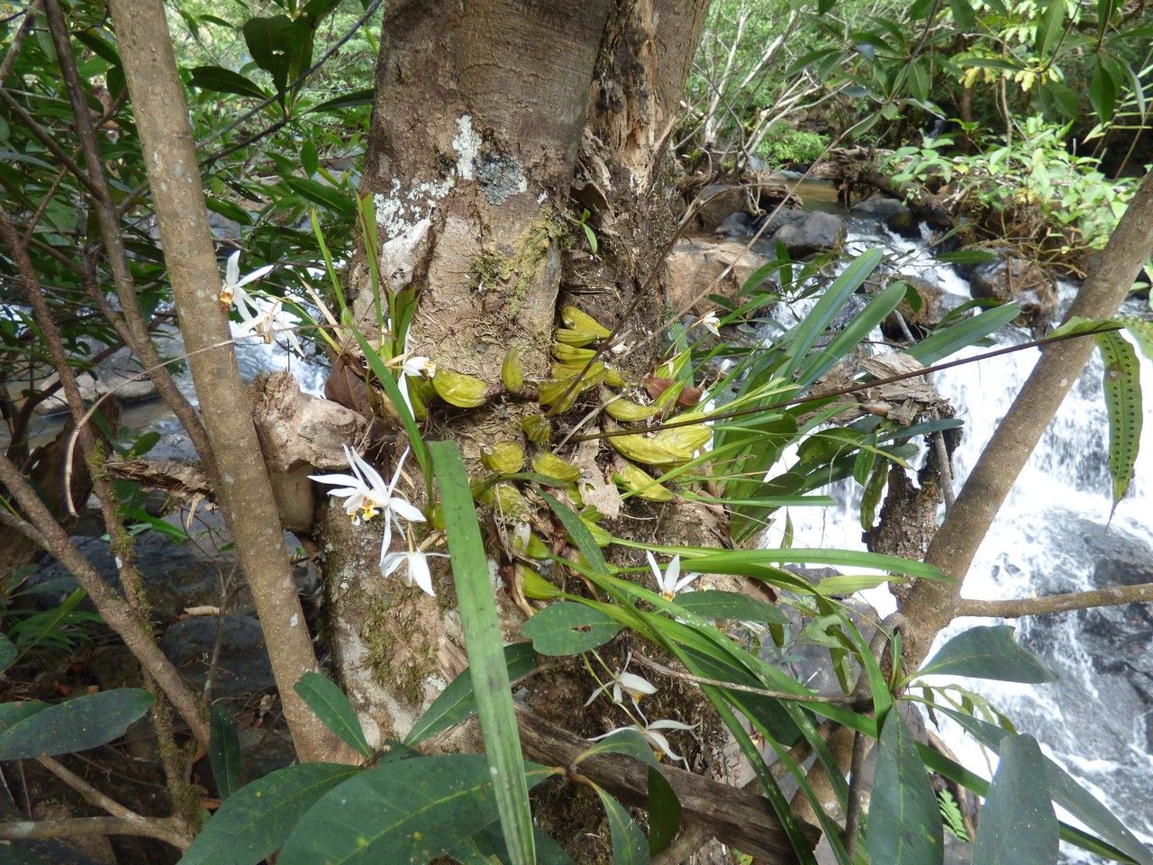 Coelogyne viscosa habit
