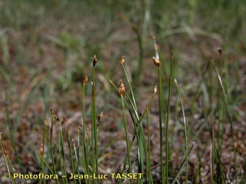 Trichophorum pumilum