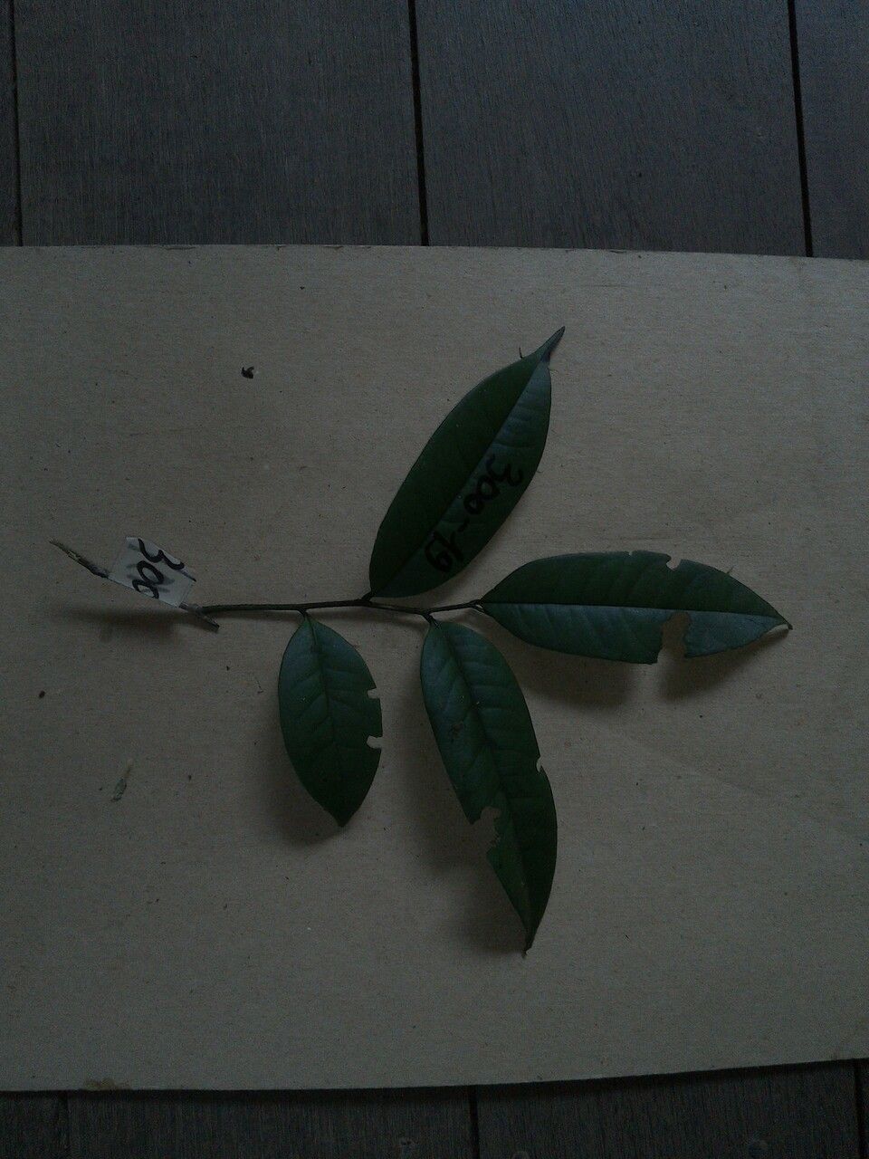 Diospyros capreifolia — houseplant care guide