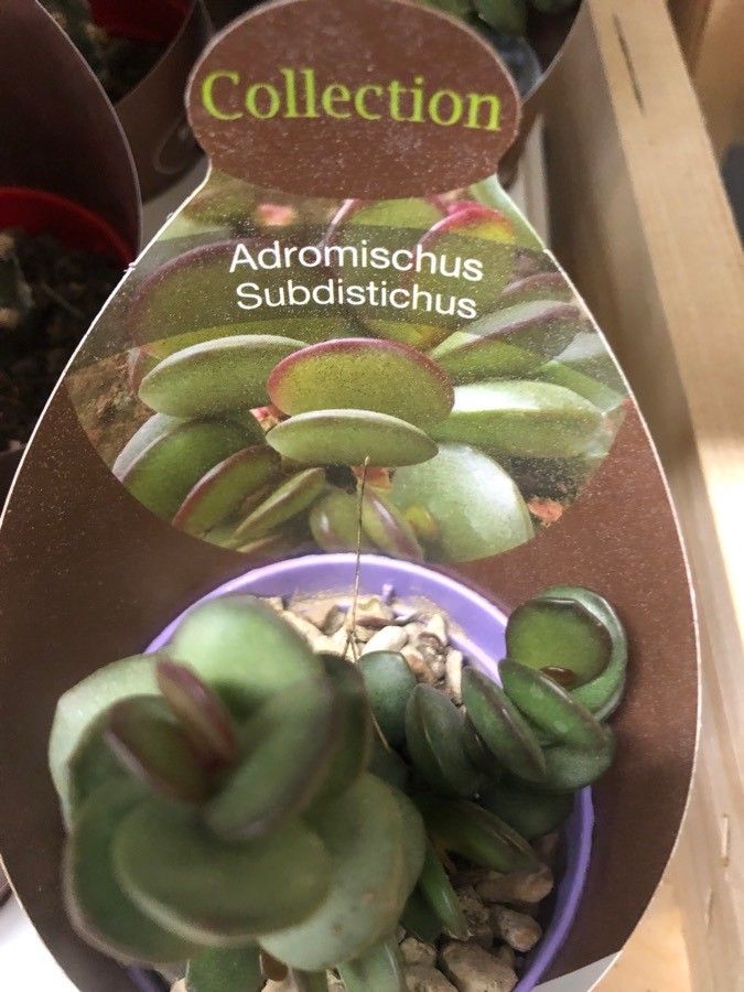 Adromischus subdistichus leaf