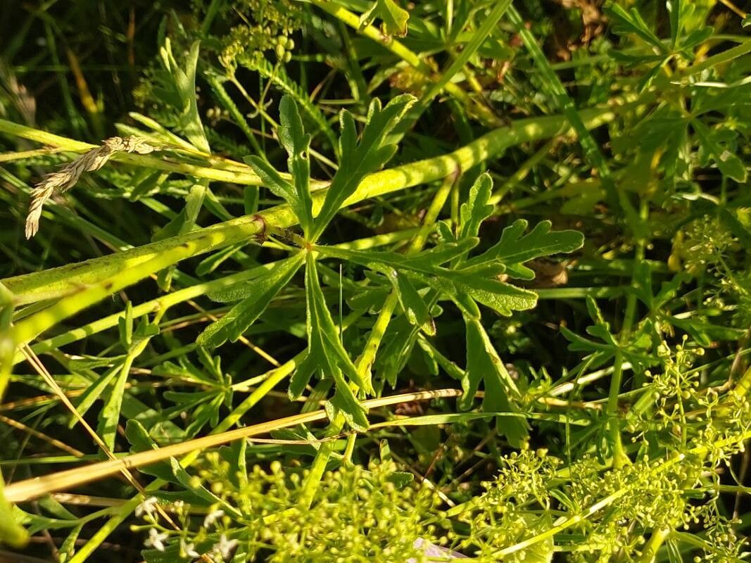 Malva excisa — houseplant care guide