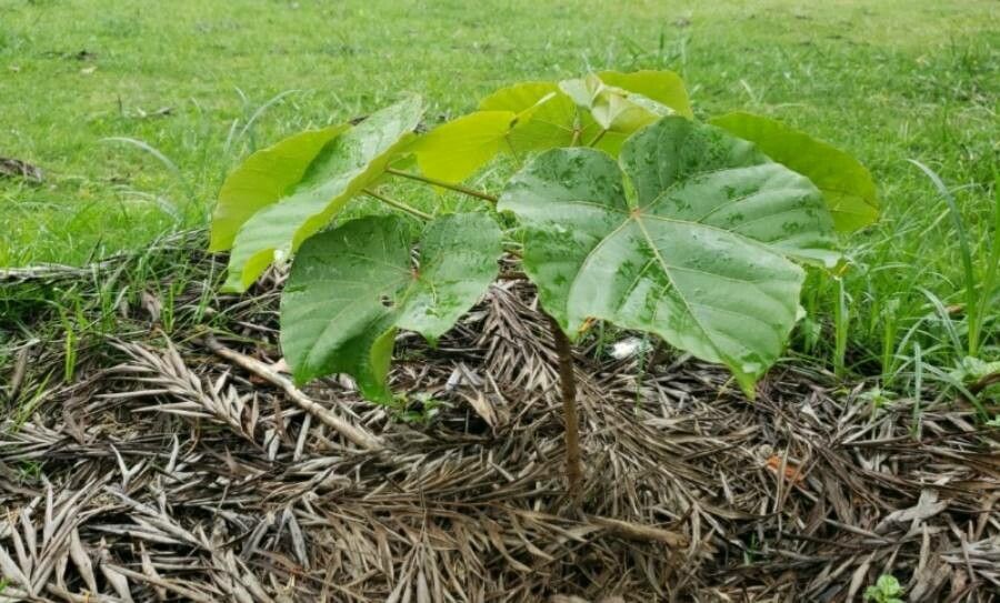Vernicia fordii — search result for 'Euphorbiaceae'