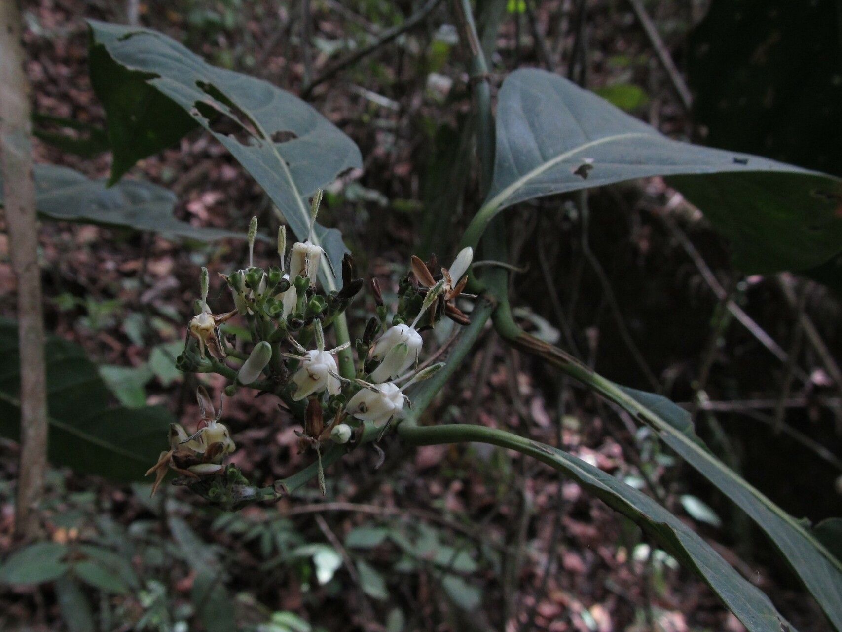 Pavetta calothyrsa habit